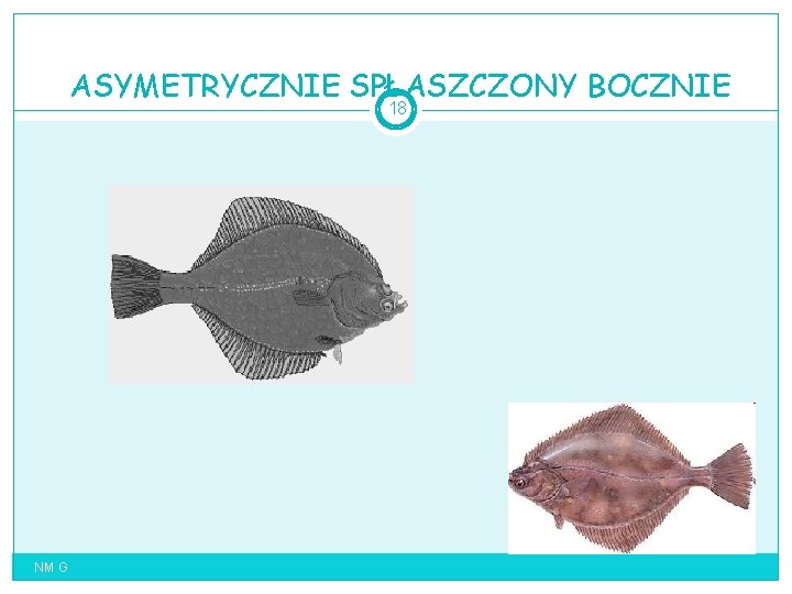 ASYMETRYCZNIE SPŁASZCZONY BOCZNIE 18 NM G 