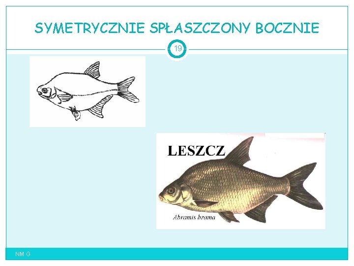 SYMETRYCZNIE SPŁASZCZONY BOCZNIE 19 NM G 
