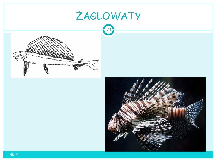 ŻAGLOWATY 21 NM G 