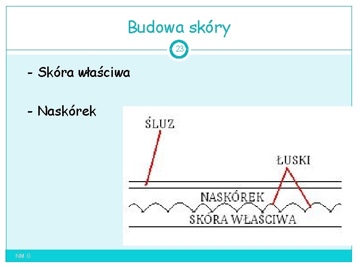 Budowa skóry 23 - Skóra właściwa - Naskórek NM G 