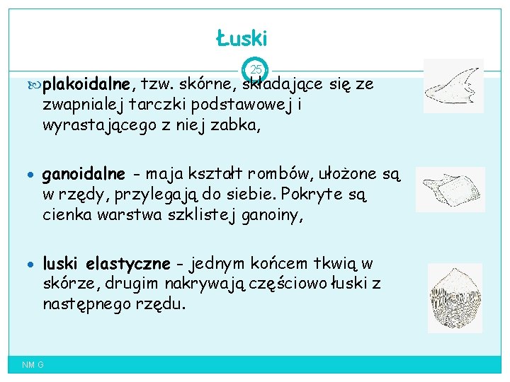 Łuski 25 plakoidalne, tzw. skórne, składające się ze zwapnialej tarczki podstawowej i wyrastającego z