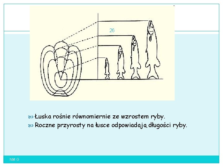 26 Łuska rośnie równomiernie ze wzrostem ryby. Roczne przyrosty na łusce odpowiadają długości ryby.