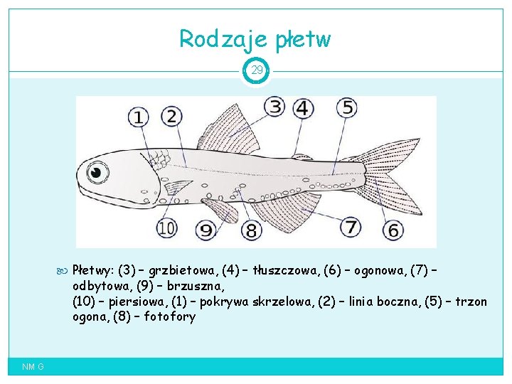 Rodzaje płetw 29 Płetwy: (3) – grzbietowa, (4) – tłuszczowa, (6) – ogonowa, (7)