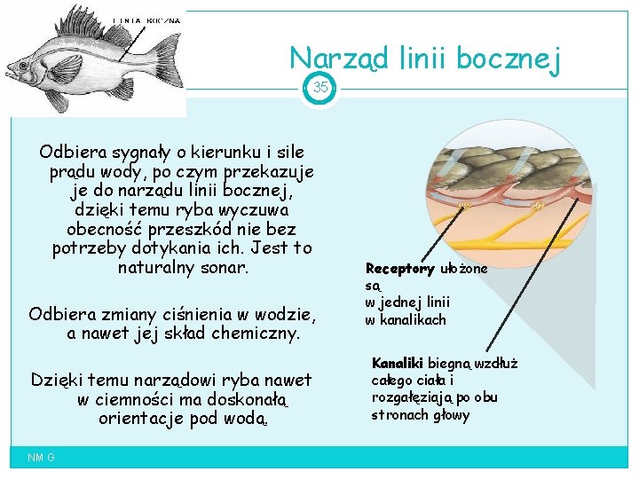 Narząd linii bocznej 35 Odbiera sygnały o kierunku i sile prądu wody, po czym