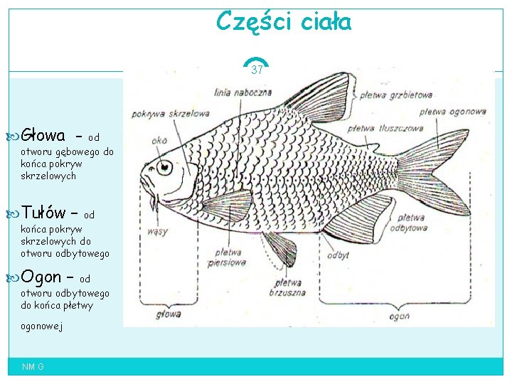 Części ciała 37 Głowa - od otworu gębowego do końca pokryw skrzelowych Tułów –