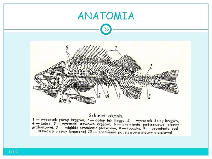 ANATOMIA 38 NM G 