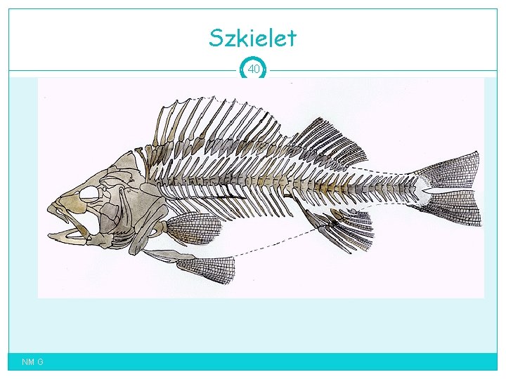 Szkielet 40 NM G 
