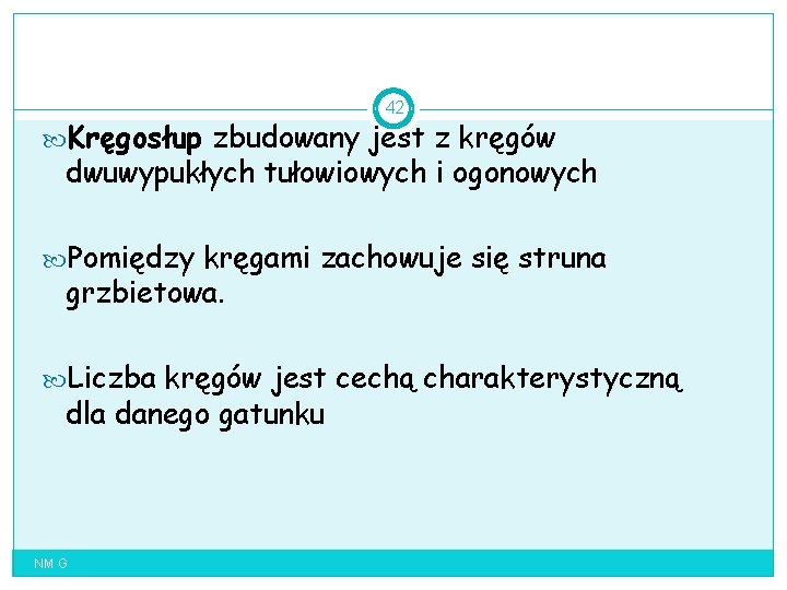 42 Kręgosłup zbudowany jest z kręgów dwuwypukłych tułowiowych i ogonowych Pomiędzy kręgami zachowuje się