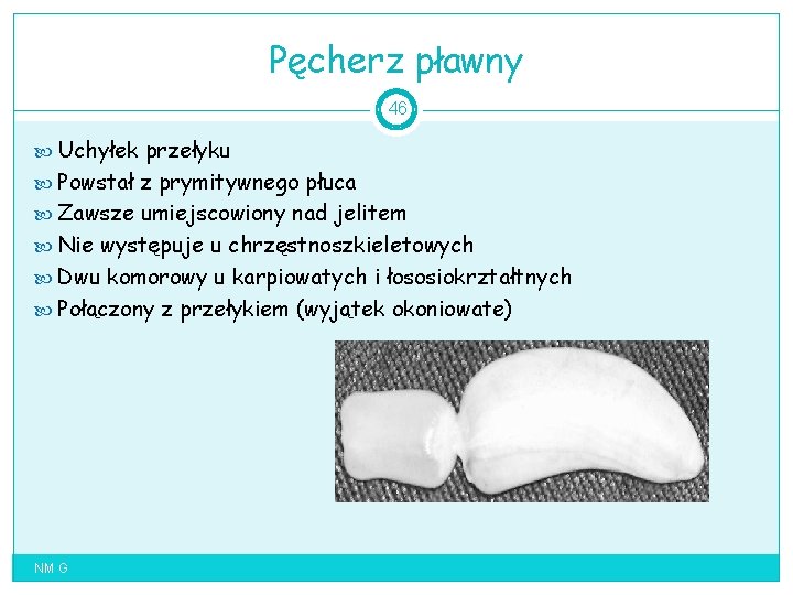 Pęcherz pławny 46 Uchyłek przełyku Powstał z prymitywnego płuca Zawsze umiejscowiony nad jelitem Nie