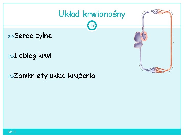 Układ krwionośny 49 Serce żylne 1 obieg krwi Zamknięty układ krążenia NM G 