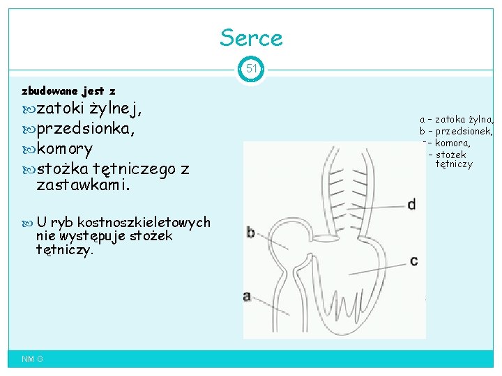 Serce 51 zbudowane jest z zatoki żylnej, przedsionka, komory stożka tętniczego z zastawkami. U