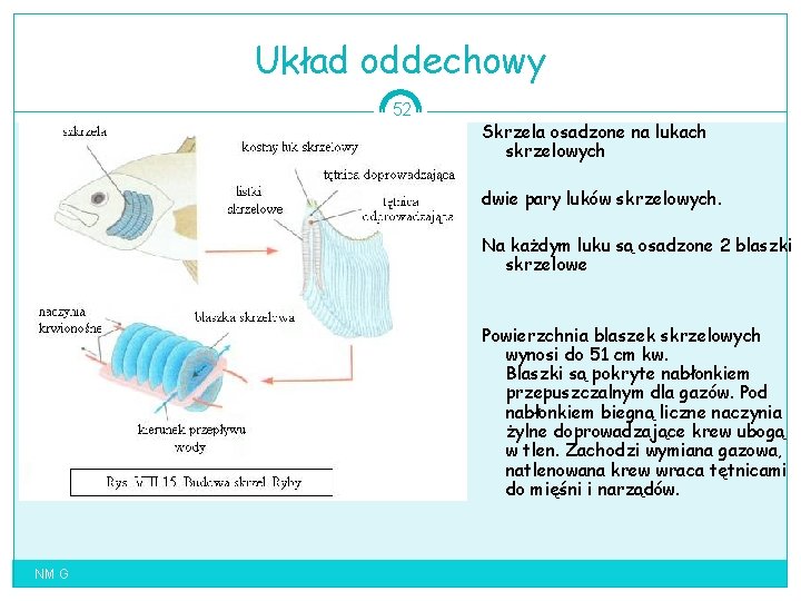 Układ oddechowy 52 Skrzela osadzone na lukach skrzelowych dwie pary luków skrzelowych. Na każdym