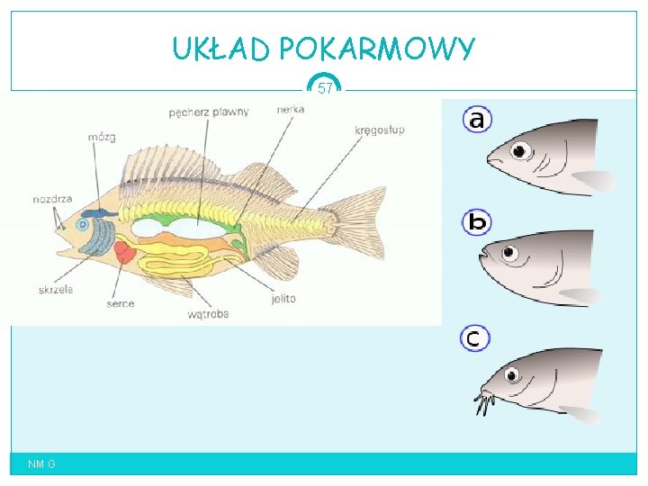 UKŁAD POKARMOWY 57 NM G 