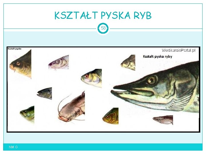 KSZTAŁT PYSKA RYB 58 NM G 
