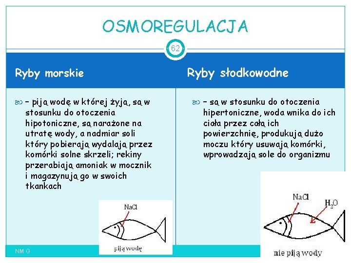 OSMOREGULACJA 62 Ryby morskie – piją wodę w której żyją, są w stosunku do