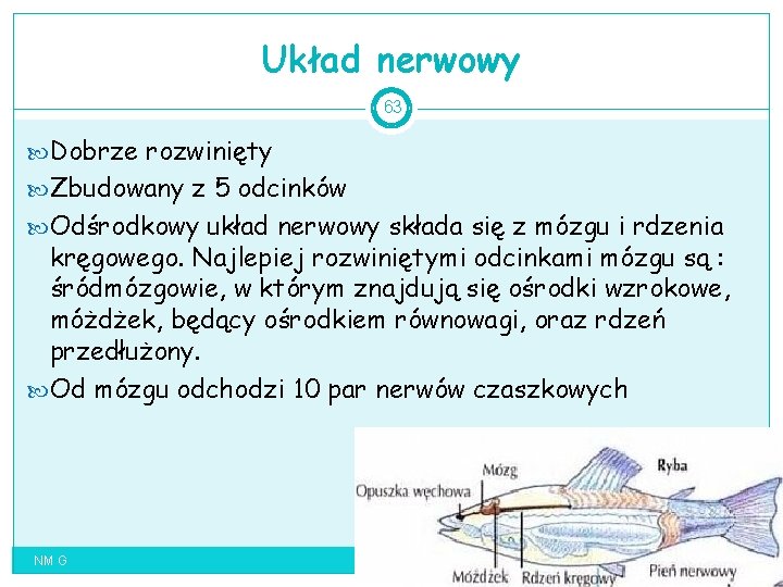 Układ nerwowy 63 Dobrze rozwinięty Zbudowany z 5 odcinków Odśrodkowy układ nerwowy składa się