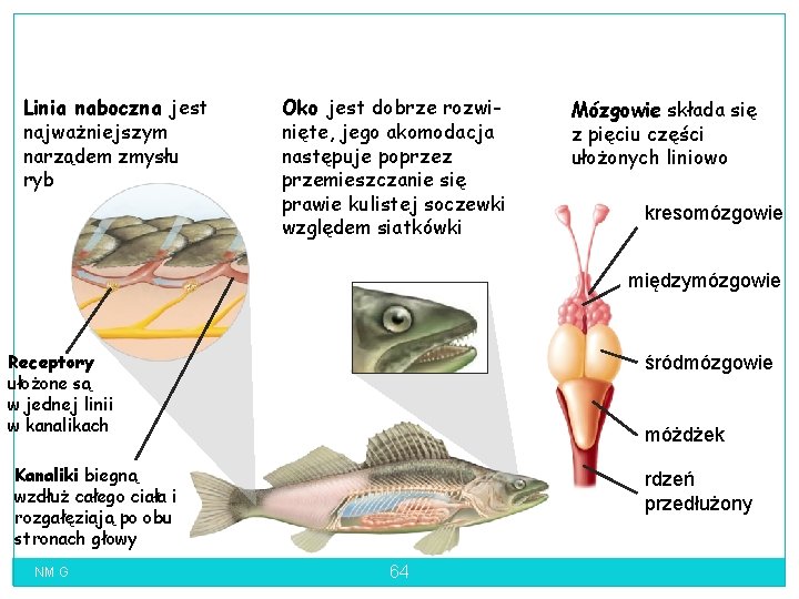 Linia naboczna jest najważniejszym narządem zmysłu ryb Oko jest dobrze rozwinięte, jego akomodacja następuje