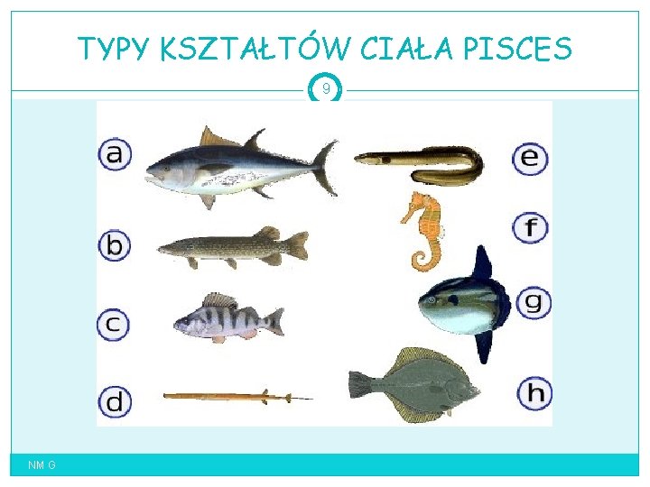 TYPY KSZTAŁTÓW CIAŁA PISCES 9 NM G 