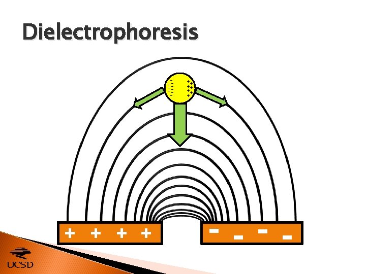 Dielectrophoresis +++++++ -- ----- + + --- - 