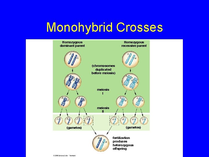 Monohybrid Crosses Homozygous dominant parent Homozygous recessive parent (chromosomes duplicated before meiosis) meiosis II