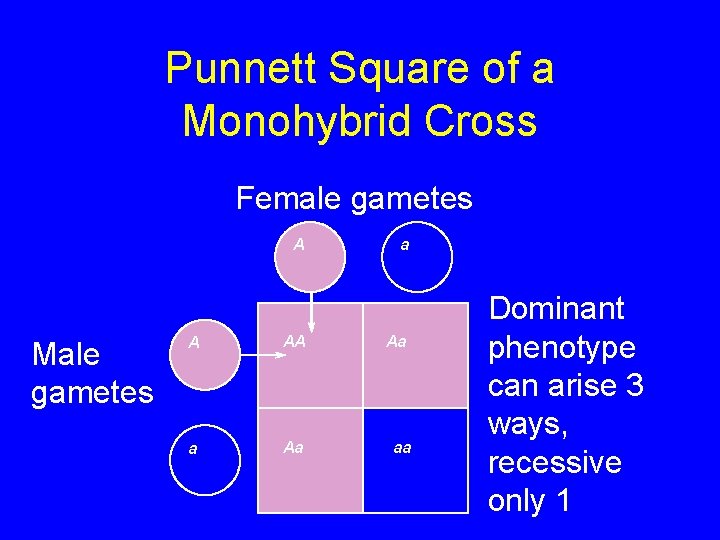 Punnett Square of a Monohybrid Cross Female gametes A Male gametes A AA a