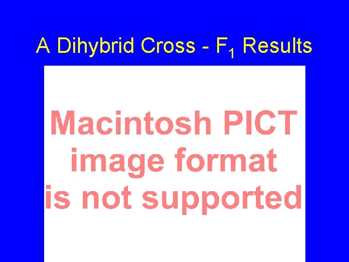 A Dihybrid Cross - F 1 Results 