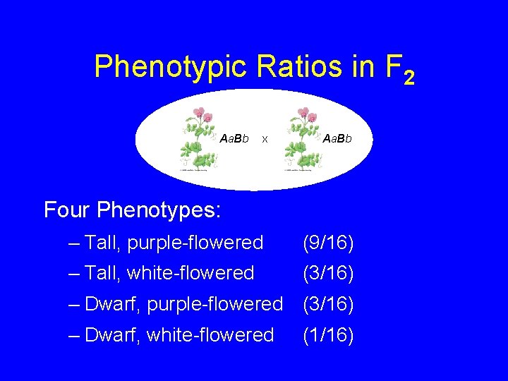 Phenotypic Ratios in F 2 Aa. Bb X Aa. Bb Four Phenotypes: – Tall,