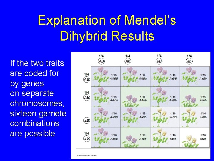 Explanation of Mendel’s Dihybrid Results If the two traits are coded for by genes