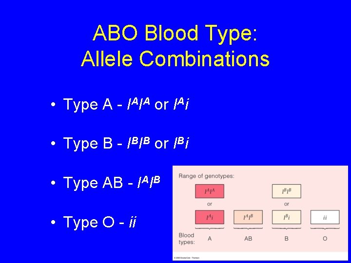 ABO Blood Type: Allele Combinations • Type A - IAIA or IAi • Type