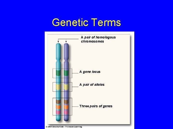 Genetic Terms A pair of homologous chromosomes A gene locus A pair of alleles