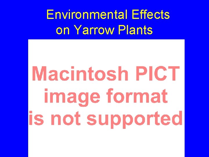 Environmental Effects on Yarrow Plants 