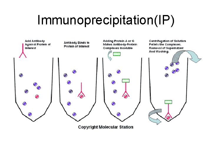 Immunoprecipitation(IP) 