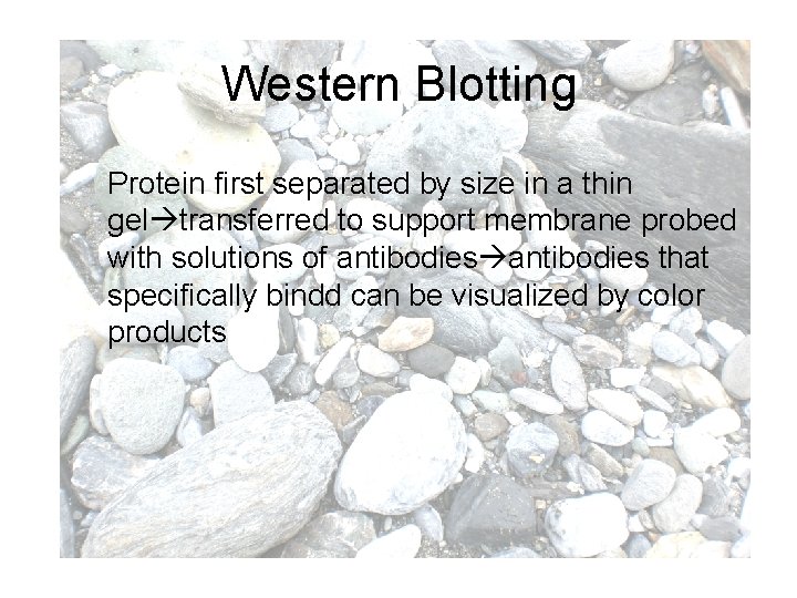 Western Blotting Protein first separated by size in a thin gel transferred to support