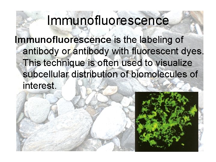 Immunofluorescence is the labeling of antibody or antibody with fluorescent dyes. This technique is