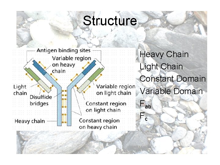 Structure Heavy Chain Light Chain Constant Domain Variable Domain Fab Fc 