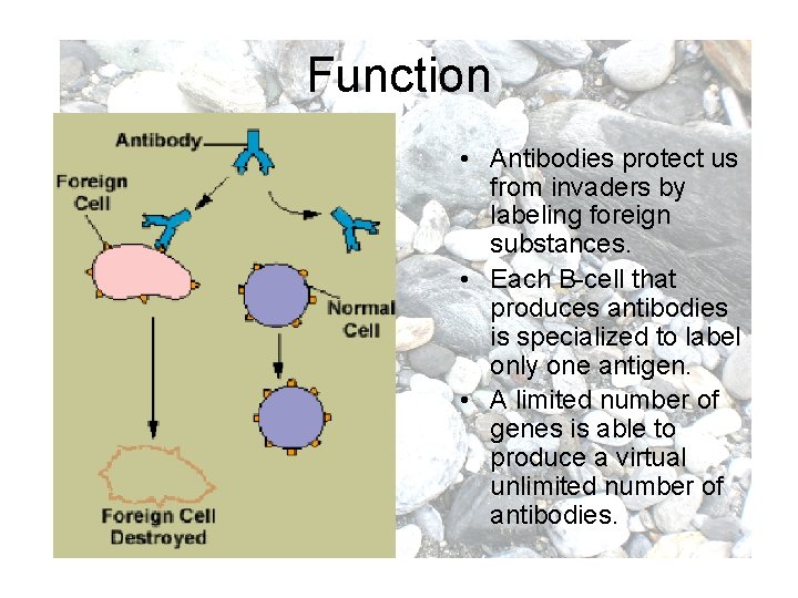 Function • Antibodies protect us from invaders by labeling foreign substances. • Each B-cell