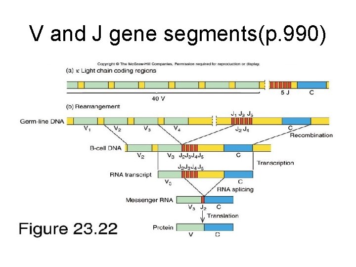 V and J gene segments(p. 990) 