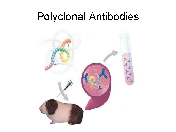 Polyclonal Antibodies 