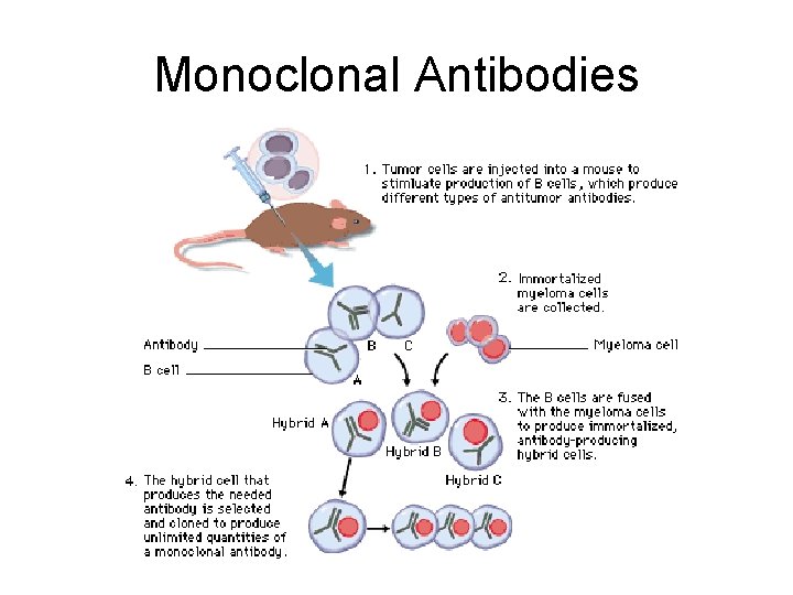 Monoclonal Antibodies 