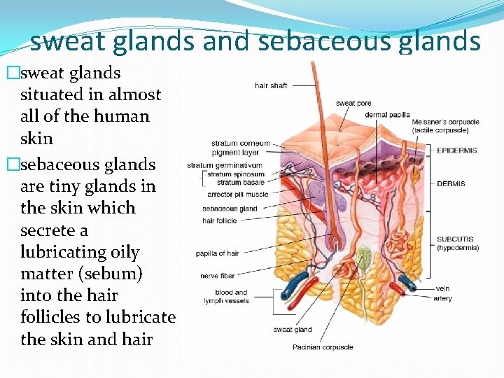 sweat glands and sebaceous glands �sweat glands situated in almost all of the human