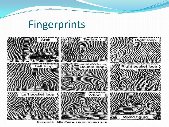 Fingerprints � 