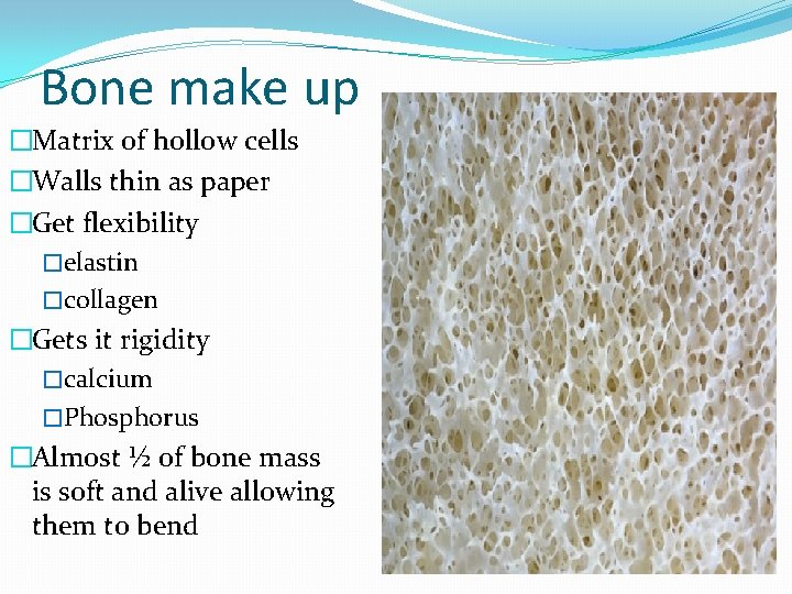 Bone make up �Matrix of hollow cells �Walls thin as paper �Get flexibility �elastin