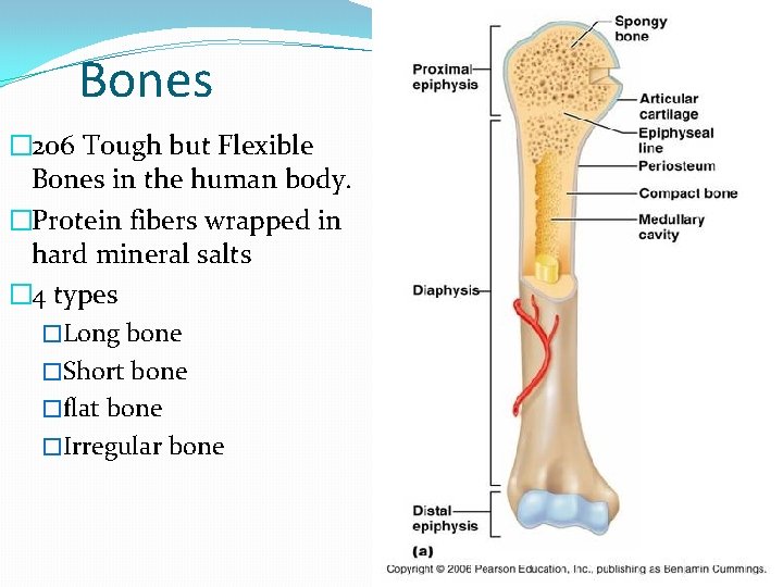 Bones � 206 Tough but Flexible Bones in the human body. �Protein fibers wrapped