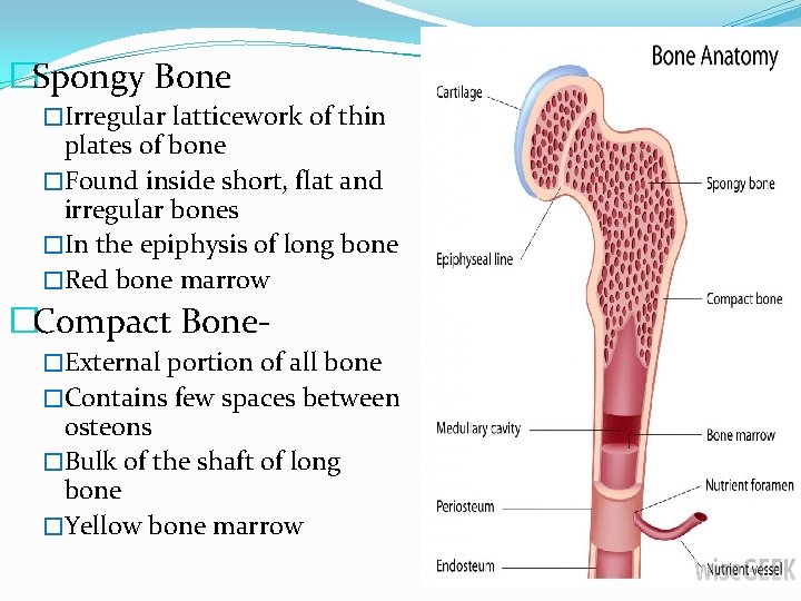 �Spongy Bone �Irregular latticework of thin plates of bone �Found inside short, flat and