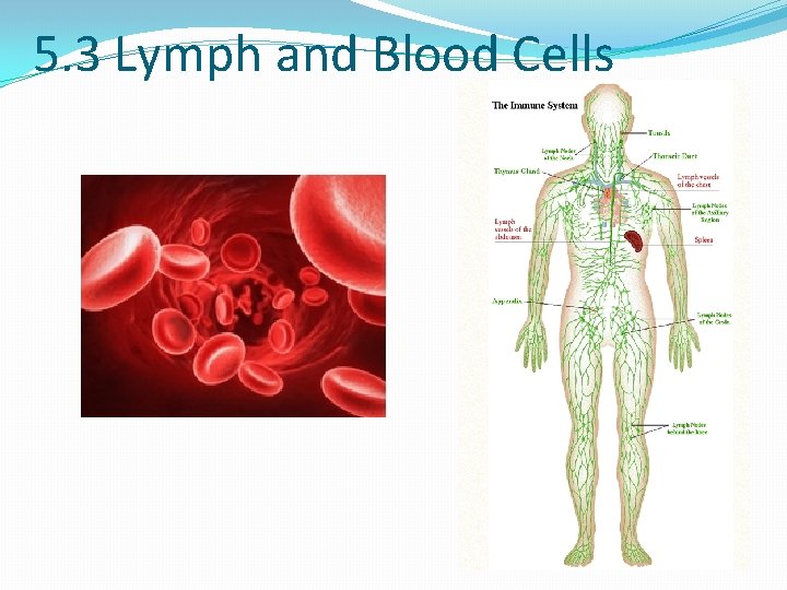 5. 3 Lymph and Blood Cells 