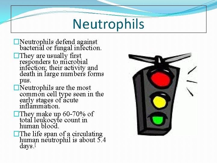 Neutrophils �Neutrophils defend against bacterial or fungal infection. �They are usually first responders to