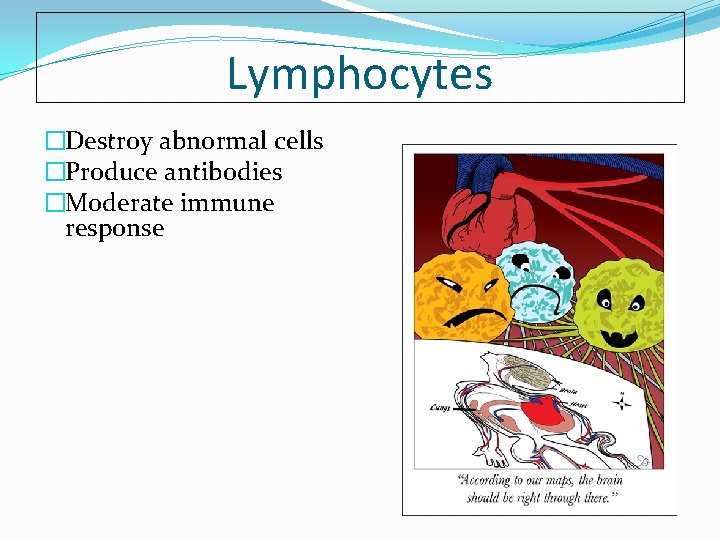 Lymphocytes �Destroy abnormal cells �Produce antibodies �Moderate immune response 