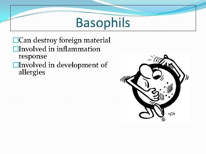 Basophils �Can destroy foreign material �Involved in inflammation response �Involved in development of allergies