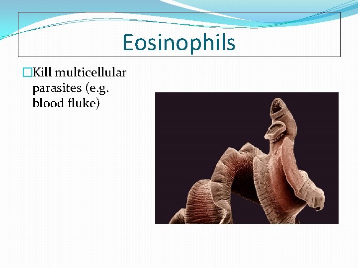 Eosinophils �Kill multicellular parasites (e. g. blood fluke) 