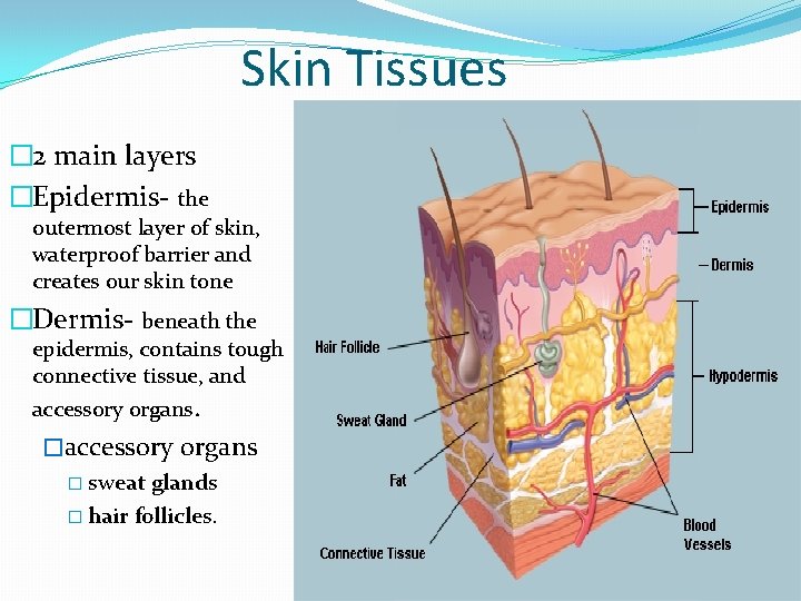 Skin Tissues � 2 main layers �Epidermis- the outermost layer of skin, waterproof barrier